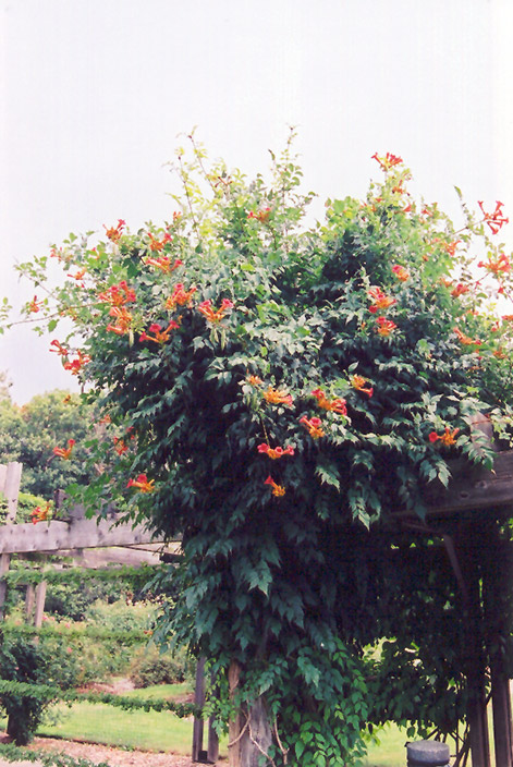 trumpet vine colorado