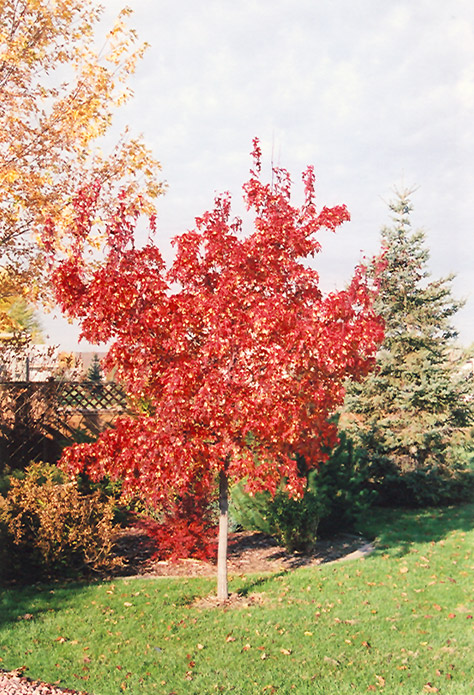 Embers Amur Maple Acer Ginnala Embers In Denver Centennial Littleton Aurora Parker Colorado 