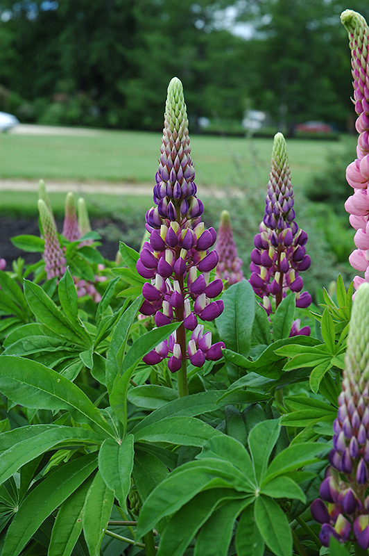 Russell Blue Lupine (Lupinus 'Russell Blue') at Tagawa Gardens