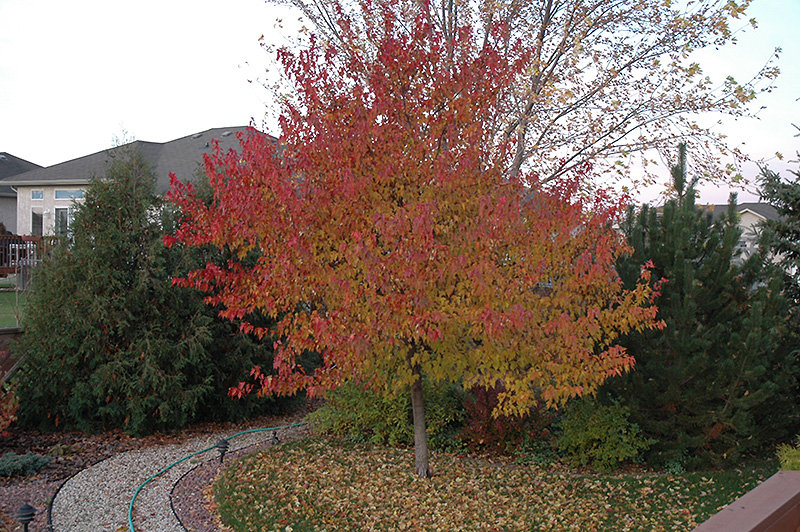 Embers Amur Maple Acer Ginnala Embers In Denver Centennial Littleton Aurora Parker Colorado Co At Tagawa Gardens,What Is Frisee