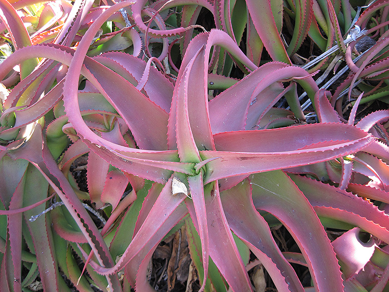 Red aloe plant Idea