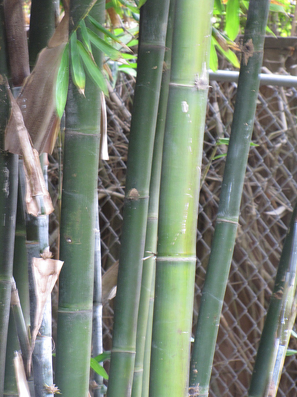 Giant Timber Bamboo (Bambusa oldhamii) at Tagawa Gardens