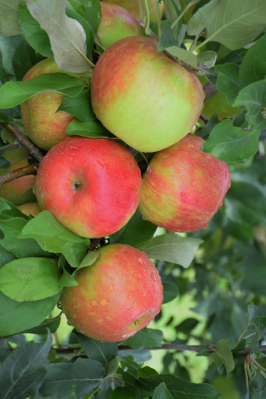 Honeycrisp Apple (Malus 'Honeycrisp') at Tagawa Gardens