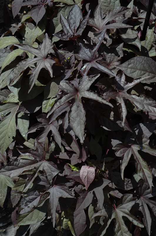 fényes ötletek fekete édes burgonya szőlő (Ipomoea batatas 'fényes ötletek fekete') a Tagawa Gardens