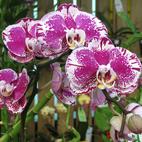 Orchid Photo