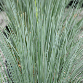 Plant Photo 7