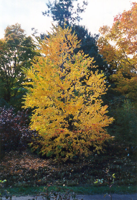 Katsura Tree (Cercidiphyllum japonicum) at Tagawa Gardens