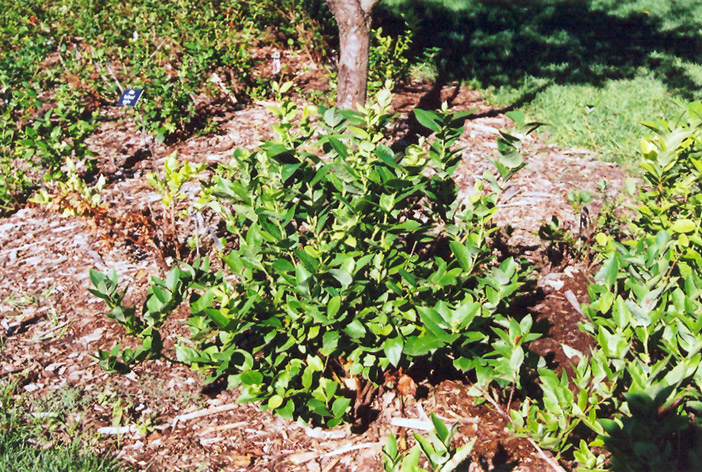 Polaris Blueberry (Vaccinium 'Polaris') at Tagawa Gardens