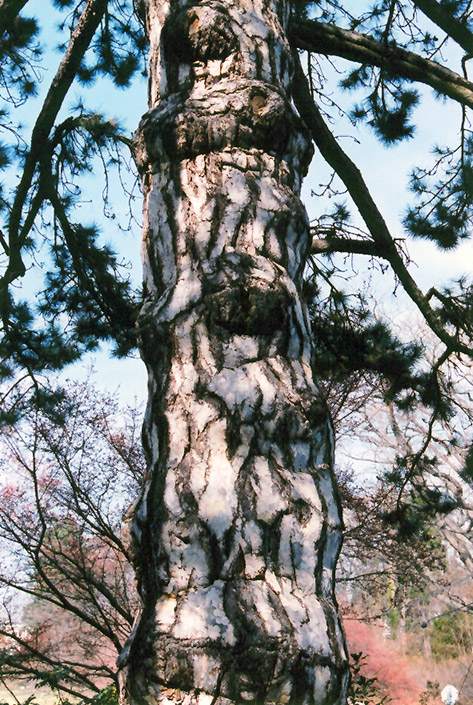 Austrian Pine (Pinus nigra) at Tagawa Gardens