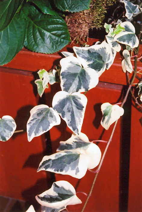 Variegated English Ivy (Hedera helix 'Variegata') at Tagawa Gardens