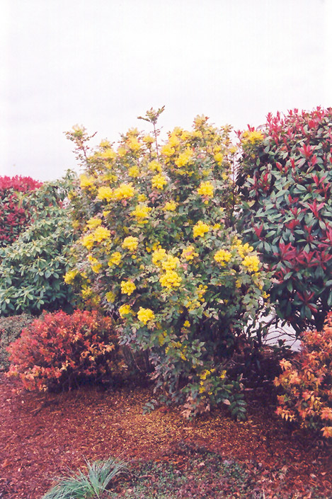 Oregon Grape (Mahonia aquifolium) at Tagawa Gardens