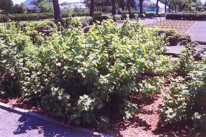 Consort Black Currant (Ribes nigrum 'Consort') at Tagawa Gardens