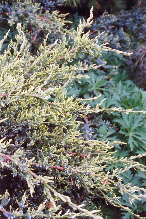 Holger Juniper (Juniperus squamata 'Holger') at Tagawa Gardens