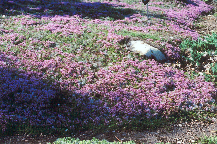 Mother-of-Thyme (Thymus praecox) at Tagawa Gardens