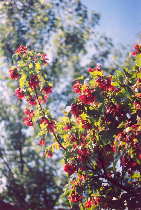 Embers Amur Maple (Acer ginnala 'Embers') at Tagawa Gardens
