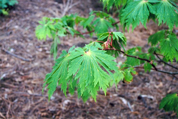 Fullmoon Maple (Acer japonicum) at Tagawa Gardens