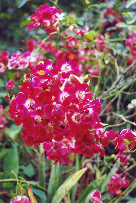 Red Meidiland Rose (Rosa 'Red Meidiland') at Tagawa Gardens