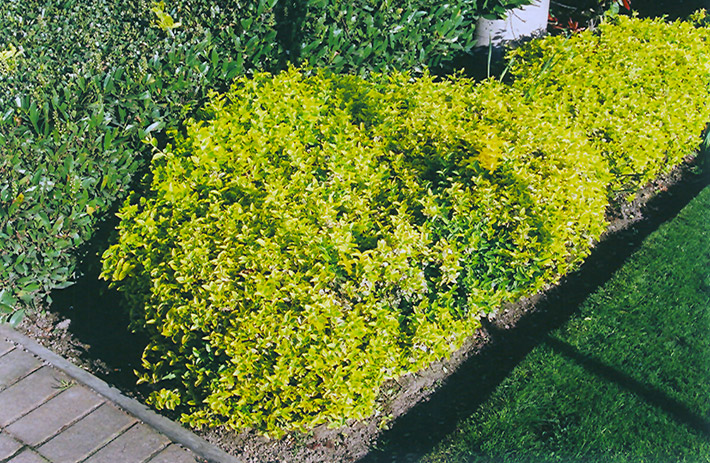 Gold Prince Wintercreeper (Euonymus fortunei 'Gold Prince') at Tagawa Gardens