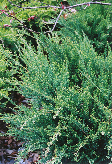 Sea Green Juniper (Juniperus chinensis 'Sea Green') at Tagawa Gardens