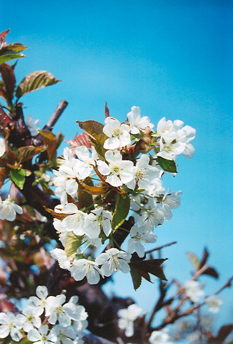 Bing Cherry (Prunus avium 'Bing') at Tagawa Gardens