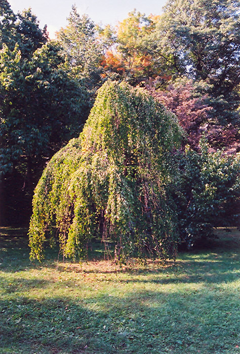 Morioka Weeping Katsura Tree (Cercidiphyllum japonicum 'Morioka Weeping') at Tagawa Gardens