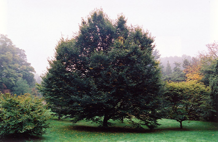 European Hornbeam (Carpinus betulus) at Tagawa Gardens