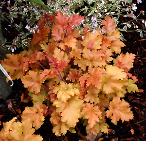 Marmalade Coral Bells (Heuchera 'Marmalade') at Tagawa Gardens