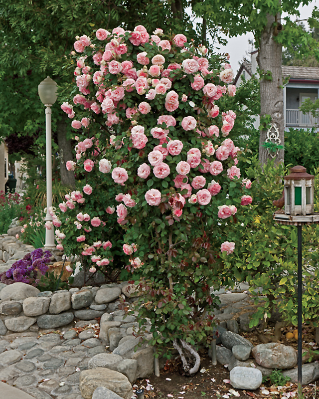 Pearly Gates Rose (Rosa 'WEKmeyer') at Tagawa Gardens