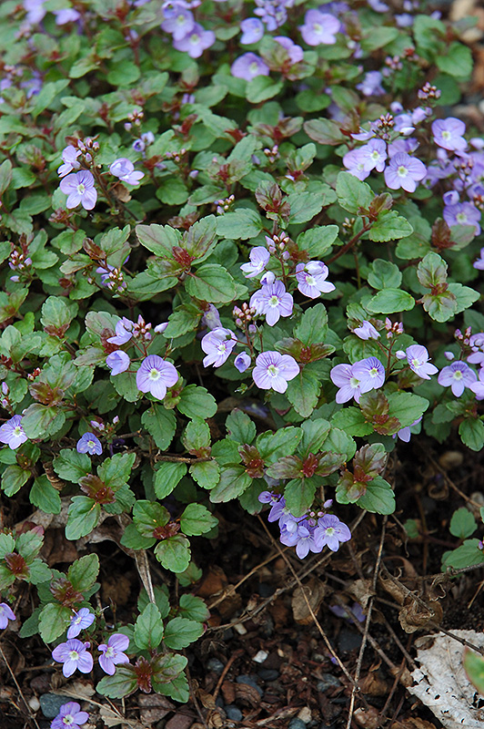 Waterperry Blue Speedwell (Veronica 'Waterperry Blue') at Tagawa Gardens