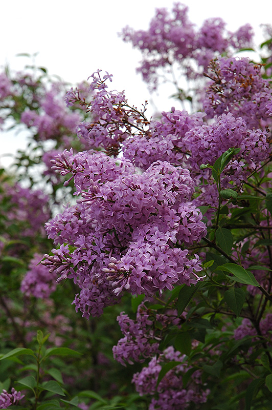 Chinese Lilac (Syringa x chinensis) at Tagawa Gardens