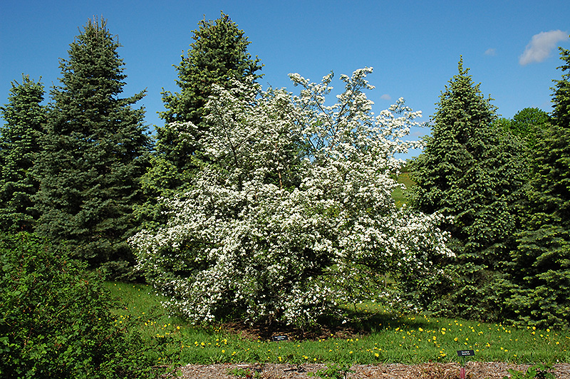 Russian Hawthorn (Crataegus ambigua) in Denver Centennial Littleton ...