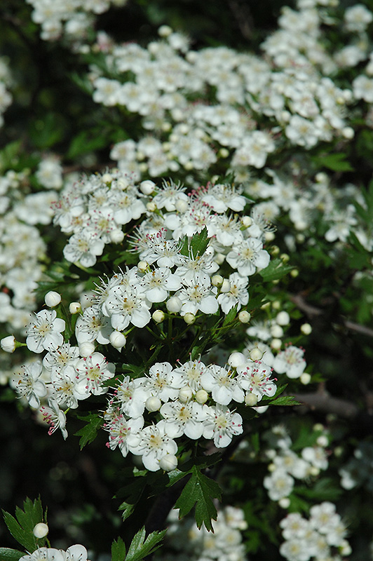 Russian Hawthorn (Crataegus ambigua) in Denver Centennial Littleton ...