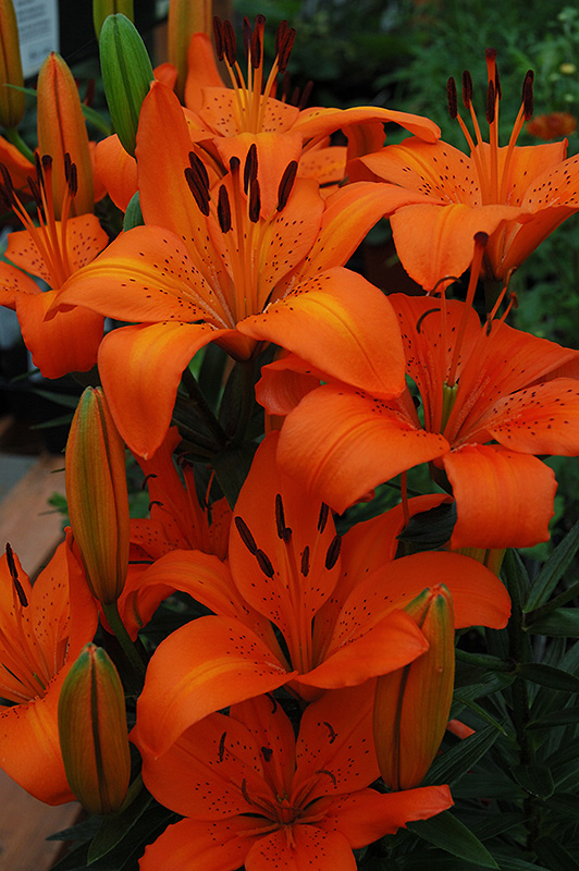 Orange Pixie Lily (Lilium 'Orange Pixie') at Tagawa Gardens