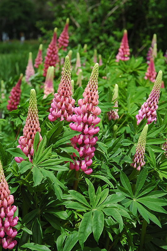 Russell Red Lupine (Lupinus 'Russell Red') at Tagawa Gardens