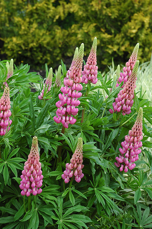 Russell Pink Lupine (Lupinus 'Russell Pink') at Tagawa Gardens