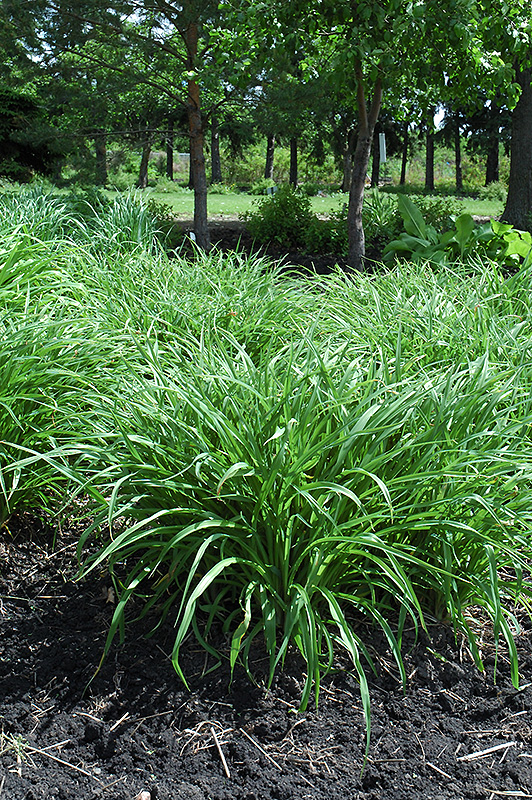 Moor Grass (Molinia caerulea) at Tagawa Gardens