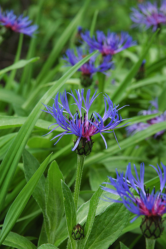 Mountain Bluet (Centaurea montana) at Tagawa Gardens