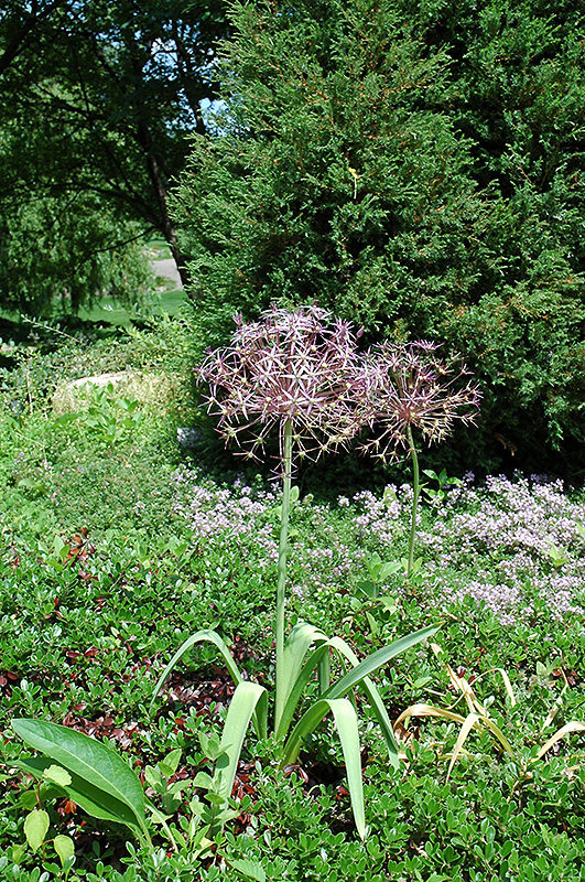 Star Of Persia Onion (Allium christophii) at Tagawa Gardens
