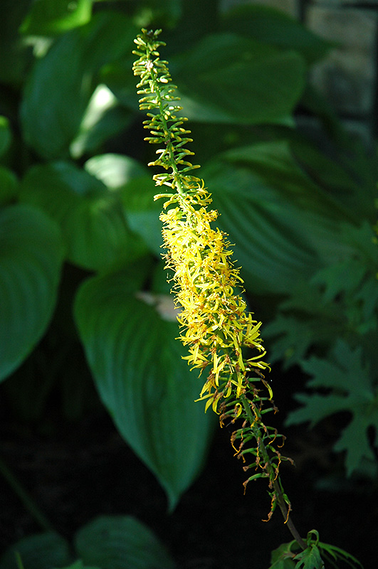 Rayflower (Ligularia dentata) at Tagawa Gardens