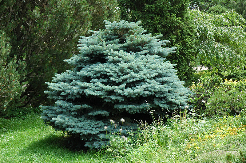 Globe Blue Spruce pungens 'Globosa') in Denver Littleton Aurora Parker CO at Gardens