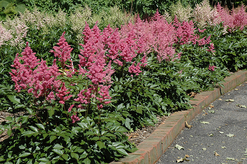 Rheinland Astilbe (Astilbe japonica 'Rheinland') at Tagawa Gardens