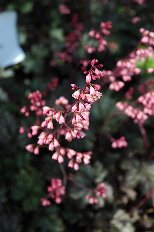 Raspberry Ice Coral Bells (Heuchera 'Raspberry Ice') at Tagawa Gardens