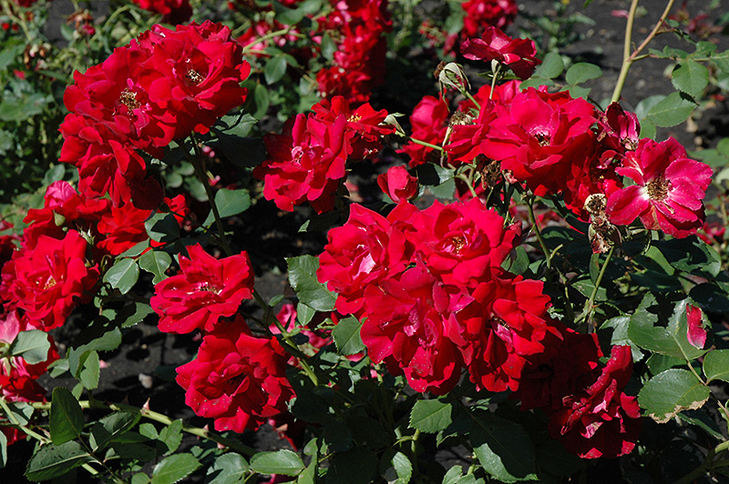 Champlain Rose (Rosa 'Champlain') at Tagawa Gardens