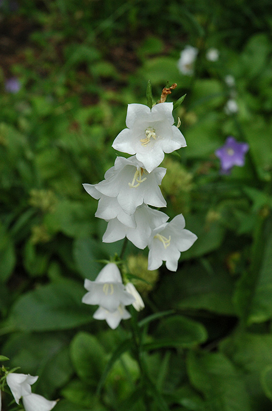 White Peachleaf Bellflower (Campanula persicifolia 'Alba') at Tagawa Gardens