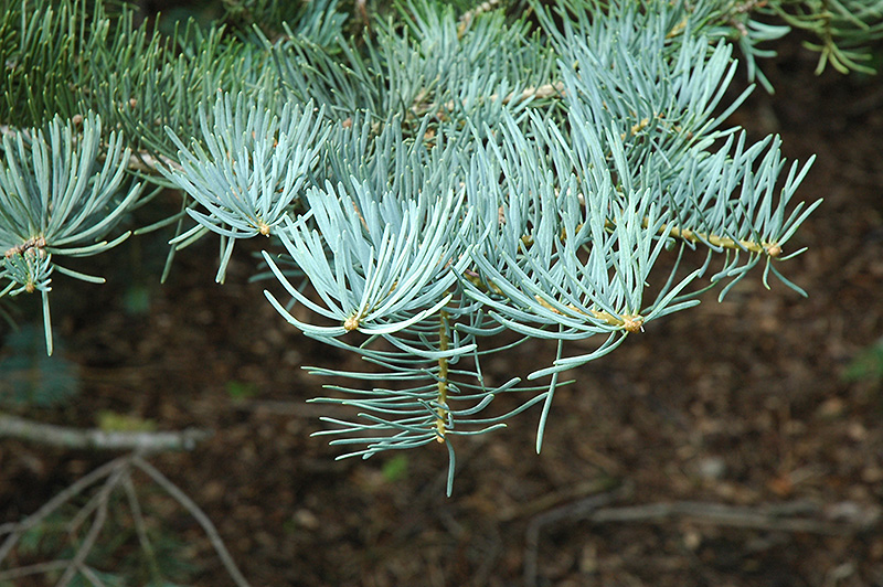 White Fir (Abies concolor) at Tagawa Gardens