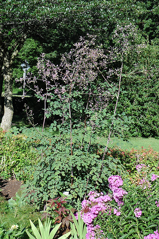 Rochebrun Meadow Rue (Thalictrum rochebrunianum) at Tagawa Gardens