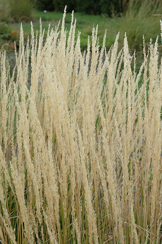 Karl Foerster Reed Grass (Calamagrostis x acutiflora 'Karl Foerster') at Tagawa Gardens