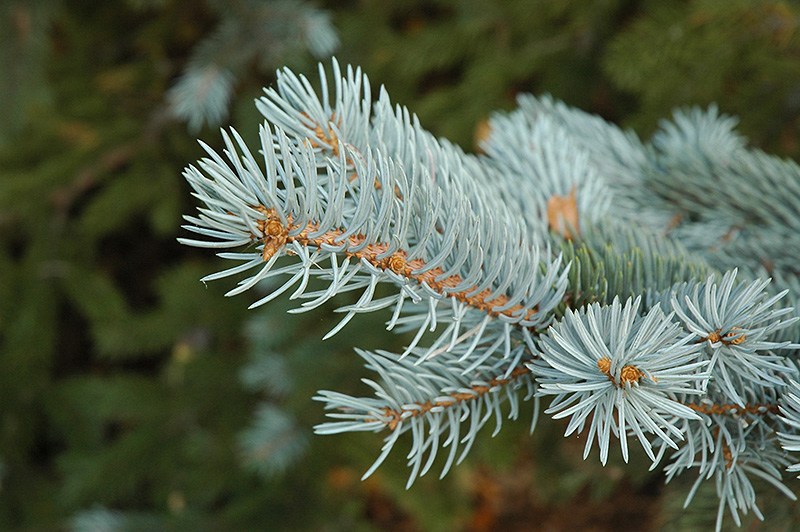 Blue Colorado Spruce (Picea pungens 'var. glauca') at Tagawa Gardens