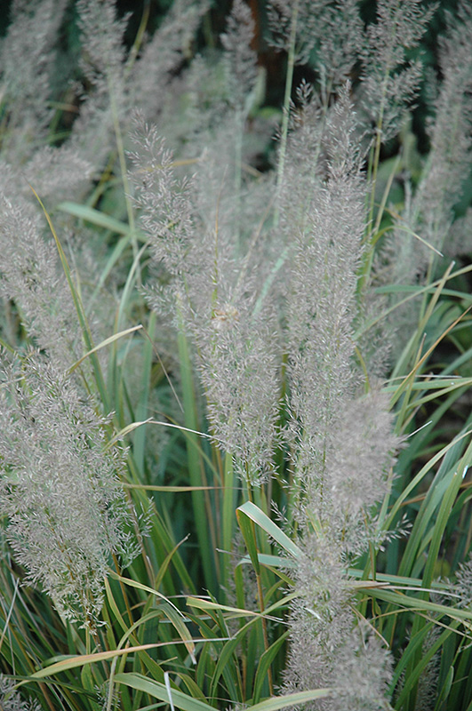 Korean Reed Grass (Calamagrostis brachytricha) at Tagawa Gardens