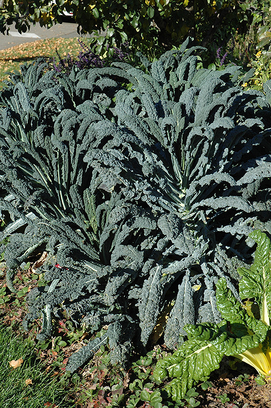Dinosaur Kale (Brassica oleracea var. sabellica 'Lacinato') at Tagawa Gardens